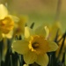 Daffodils are Open! by radiogirl