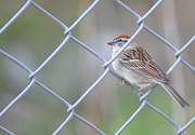 15th May 2017 - Sparrow in the Fence!