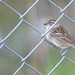 Sparrow in the Fence! by fayefaye