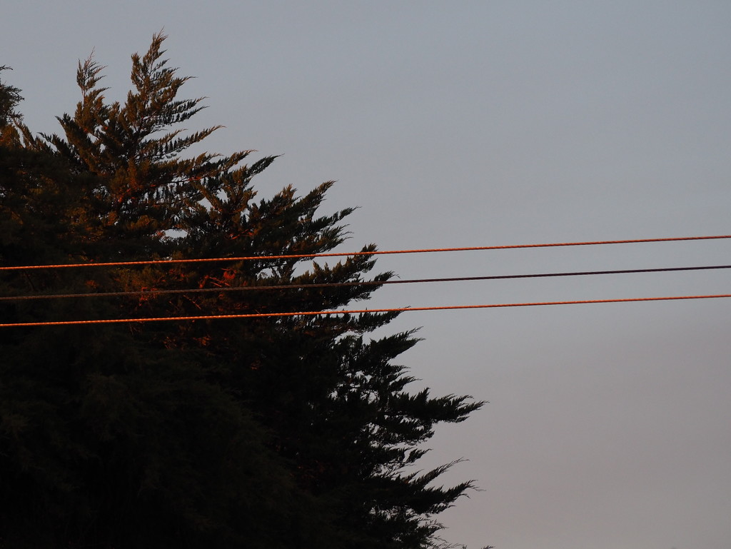 Sunlight on power wires by Dawn