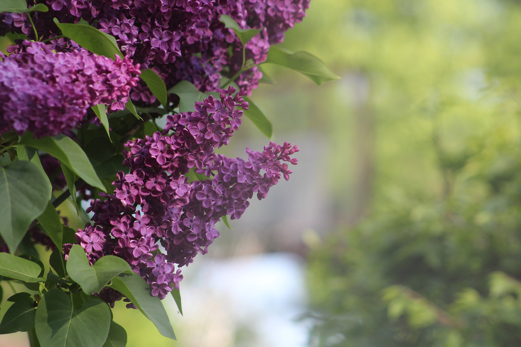 0512_1496 lilacs by pennyrae