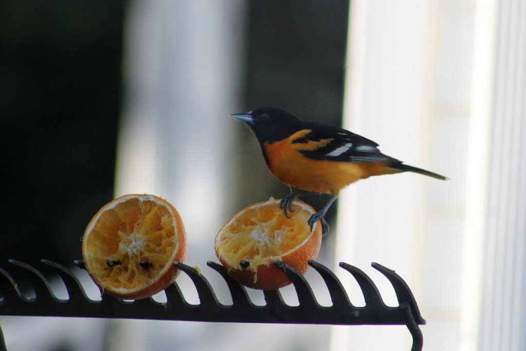 0513_1498  Oriole's are back! by pennyrae