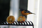 13th May 2017 - 0513_1498  Oriole's are back!