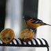 0513_1498  Oriole's are back! by pennyrae