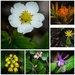 Montana Wildflower Collage by 365karly1