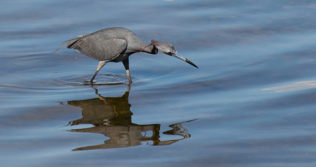 Little Blue Heron Waiting to Strike! by rickster549