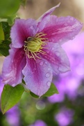 16th May 2017 - Clematis