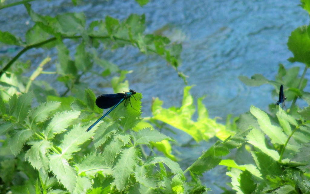 Dragonfly, Albania by g3xbm
