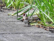 16th May 2017 - Goldfinch