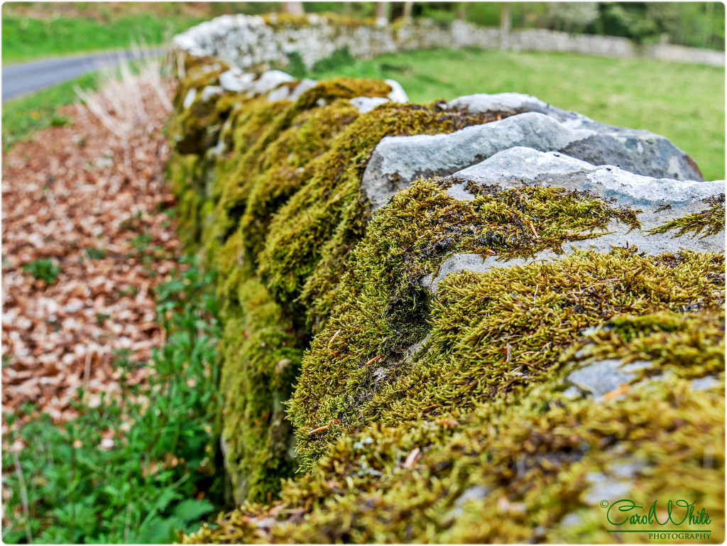 Dry Stone Wall And Moss by carolmw