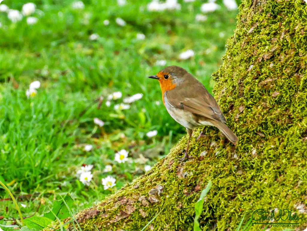Robin On A Mossy Tree Trunk by carolmw