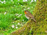 16th May 2017 - Robin On A Mossy Tree Trunk