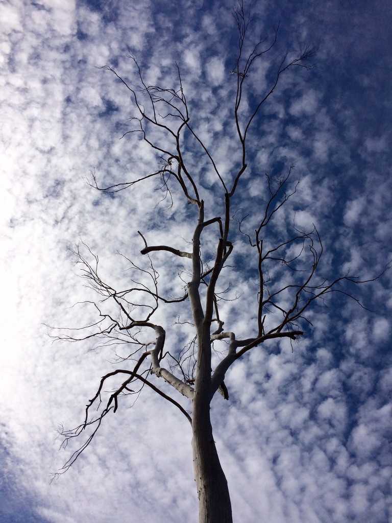 Tree/Sky by narayani