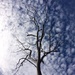 Tree/Sky by narayani