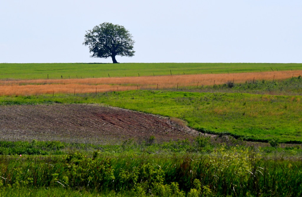 Tree on a Kansas Hilltop by kareenking