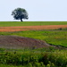 Tree on a Kansas Hilltop by kareenking