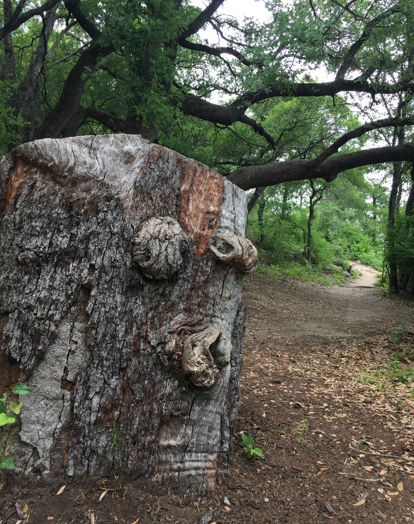 Tree Face by 365projectorgkaty2