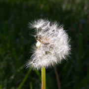 15th May 2017 - Dandelion: halfandhalf