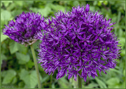 16th May 2017 - Purple Allium