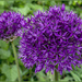 Purple Allium by pcoulson