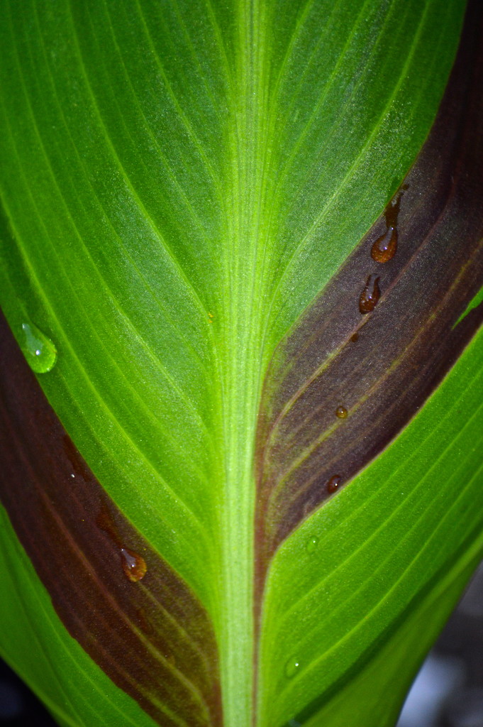 Canna leaf by redandwhite