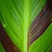 Canna leaf by redandwhite