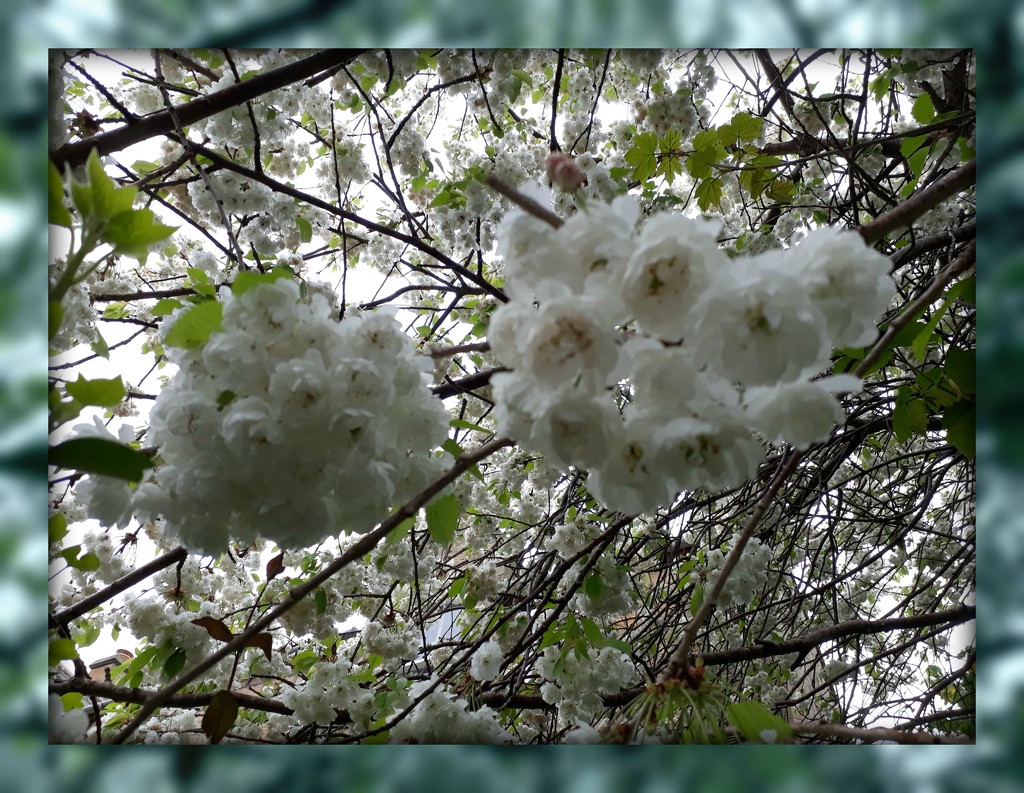 blossom days by sarah19