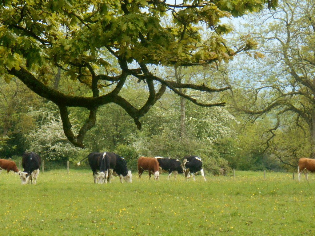 Another photograph  of the cattle at croft. by snowy