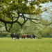 Another photograph  of the cattle at croft. by snowy