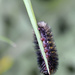 Little Caterpillar .... hang on! by fayefaye