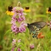 Wildflowers & Butterflies by lynne5477