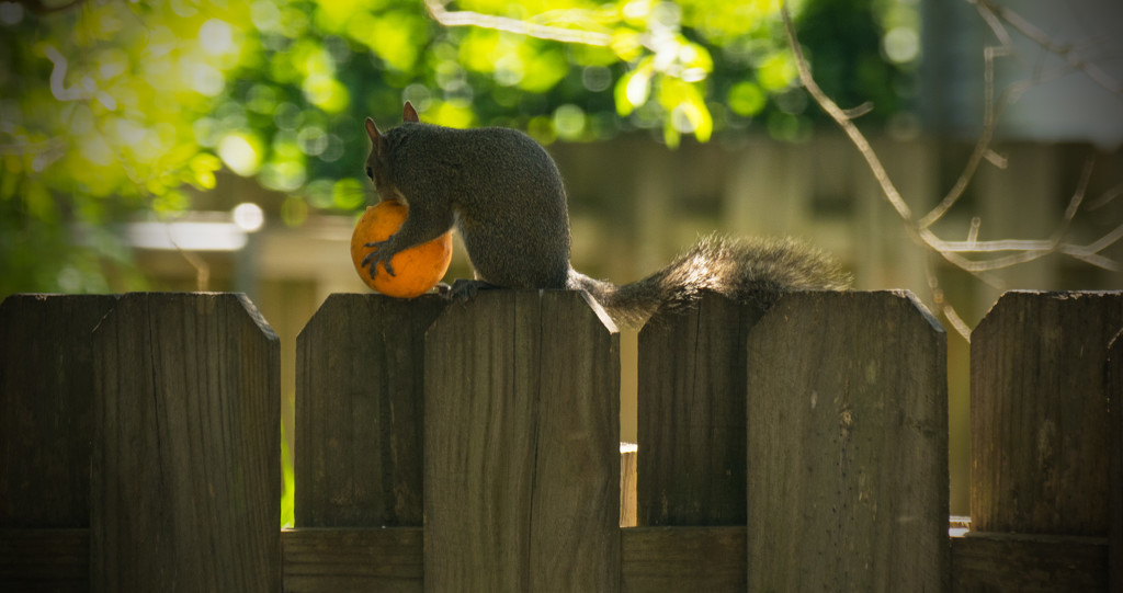 Squirrel Attacking the Orange! by rickster549