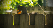 16th May 2017 - Squirrel Attacking the Orange!
