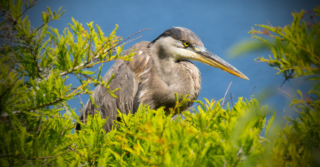 Blue Heron Trying to Hide From Me! by rickster549