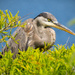 Blue Heron Trying to Hide From Me! by rickster549