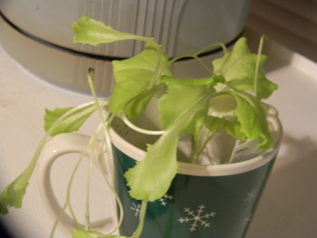 Lettuce Plant Grown by sfeldphotos