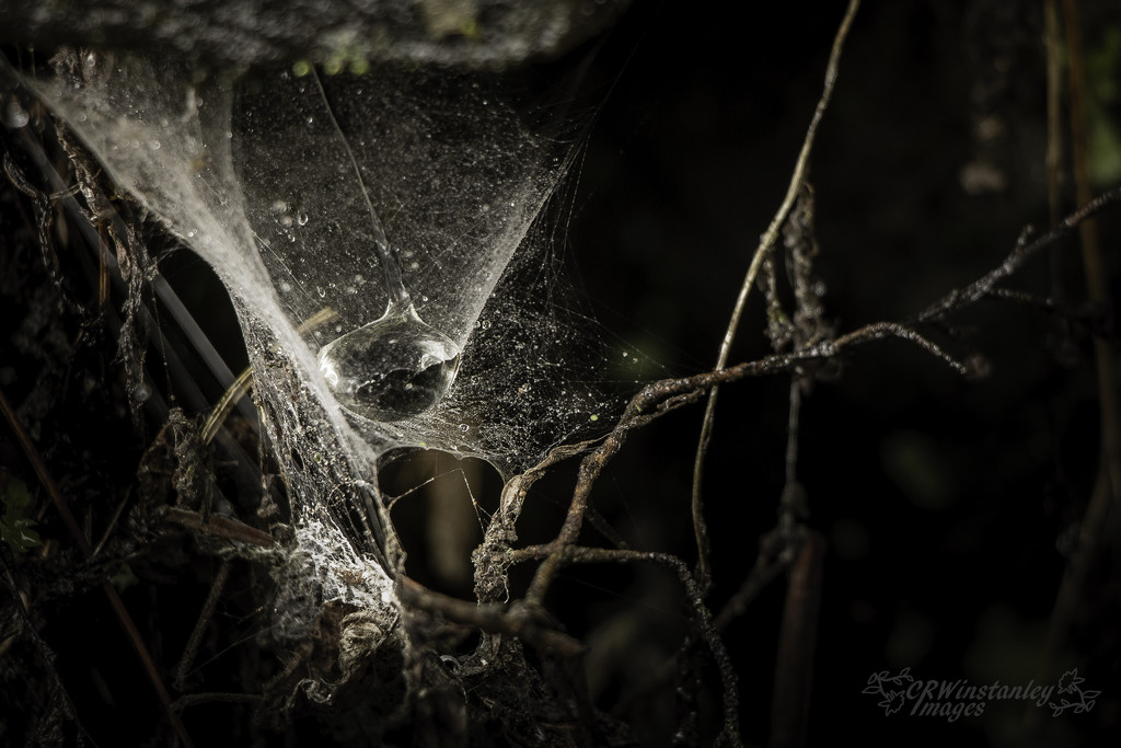 Day 136 Raindrops and Spider web by kipper1951