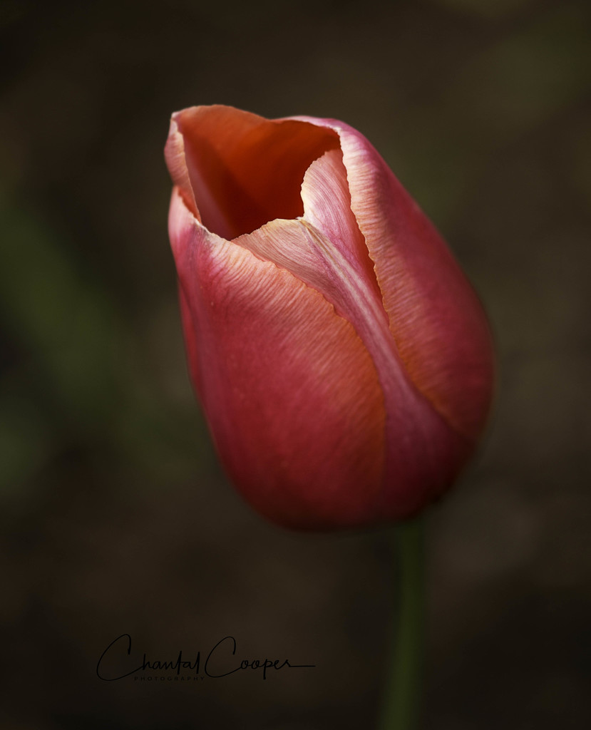 Tulip by shepherdmanswife