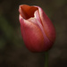 Tulip by shepherdmanswife