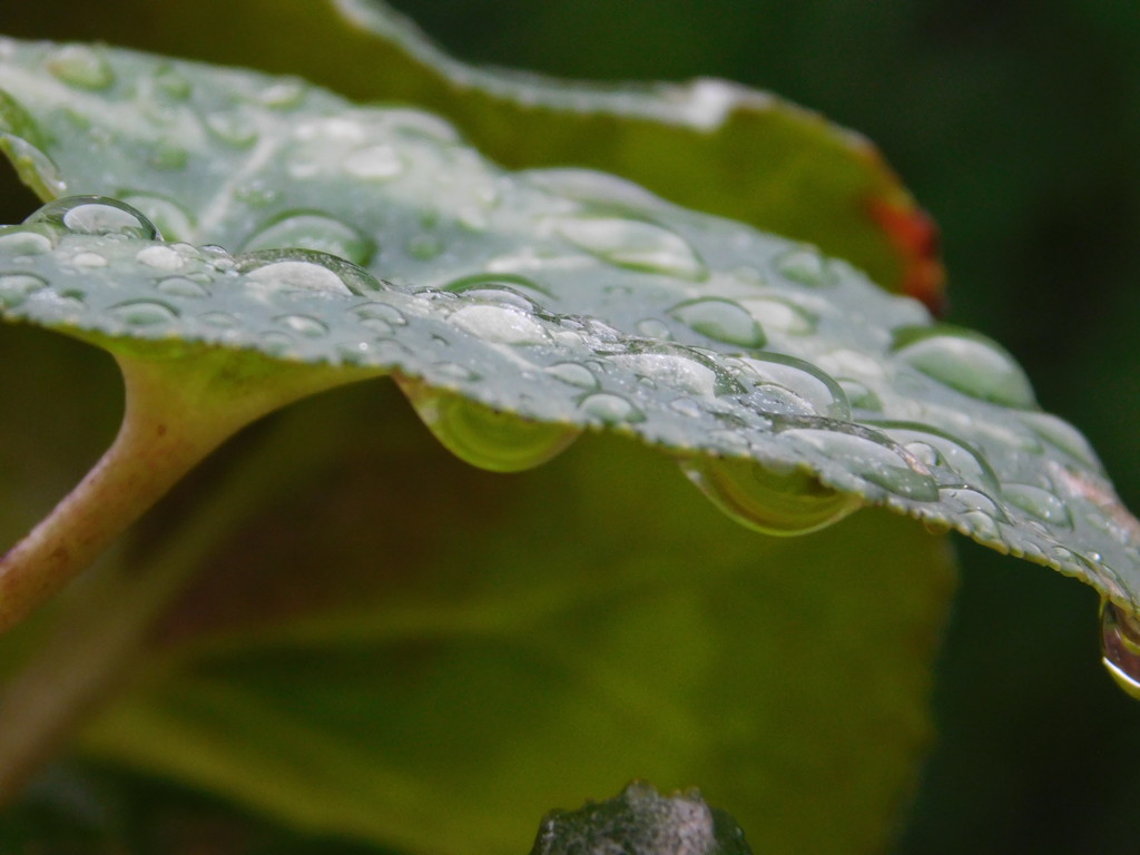Raindrops on a Cyclamen leaf by 365anne