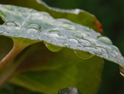 17th May 2017 - Raindrops on a Cyclamen leaf