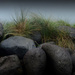 Grass and rocks by dkbarnett