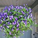 hanging flower basket by stillmoments33