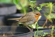 17th May 2017 - WORKING IN THE GARDEN, AND ROBIN CAME TOO-ONE