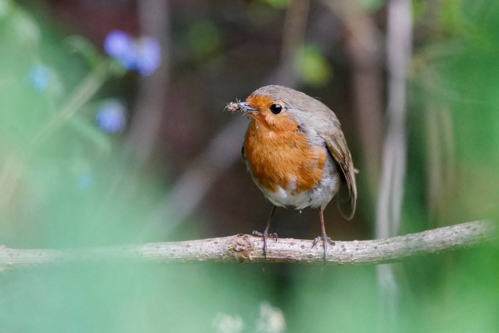 WORKING IN THE GARDEN, AND ROBIN CAME TOO- FOUR by markp