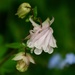 Wet aquilegia by orchid99