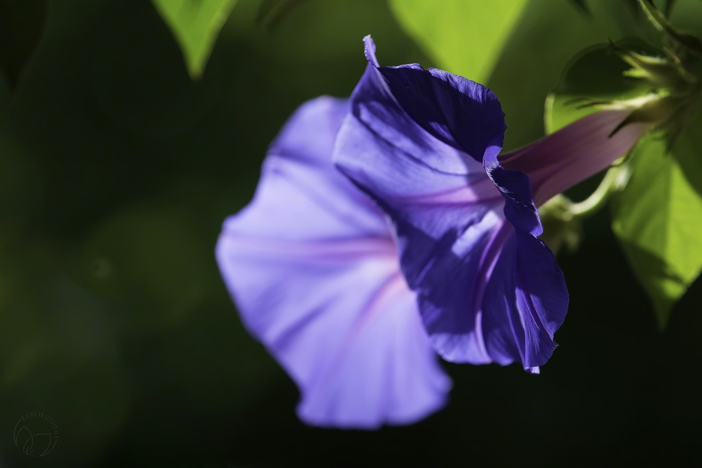 Morning Glories by evalieutionspics