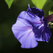 Morning Glories by evalieutionspics
