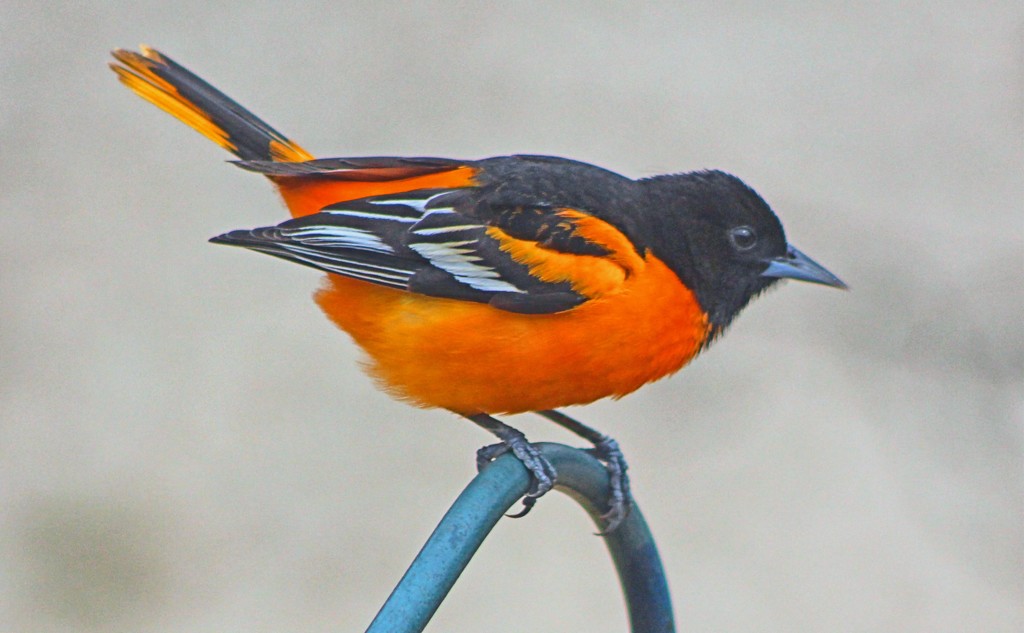 Baltimore Oriole by paintdipper