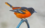 17th May 2017 - Baltimore Oriole